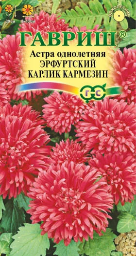Эрфуртский карлик Кармезин Ц(Г)