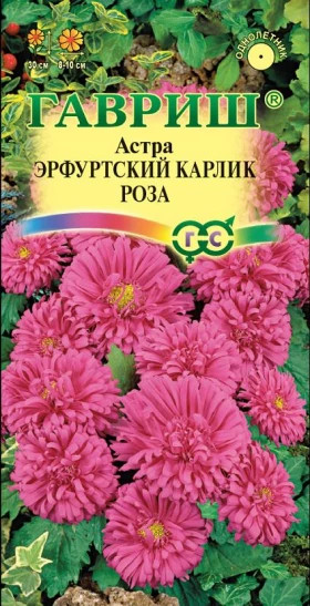 Эрфуртский карлик Роза Ц(Г)