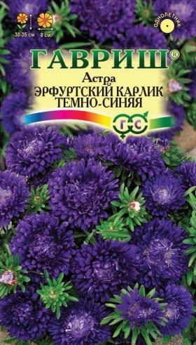 Эрфуртский карлик Темно-синяя Ц(Г)