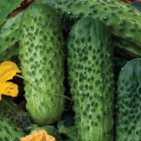 Герман 5шт.Ц(Поиск)