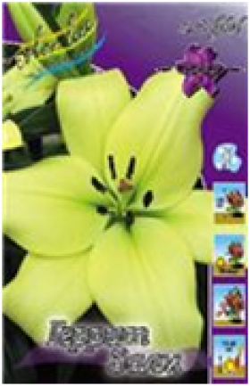 Геррит Залм (ЛА) 7шт