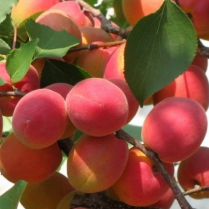 Саратовский Рубин 1шт Поиск