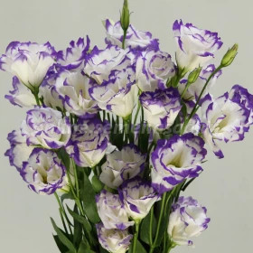 Эустома Супер Мэджик (100шт) Капри Блю Пикоти