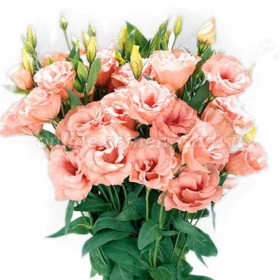 Эустома Супер Мэджик (100шт) Эприкот