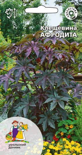 Афродита Ц(УД)