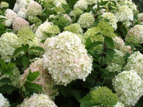 Жемчужина фестиваля метел 1шт Поиск