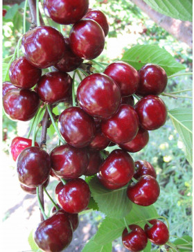 Тютчевка 1шт/сетка Поиск