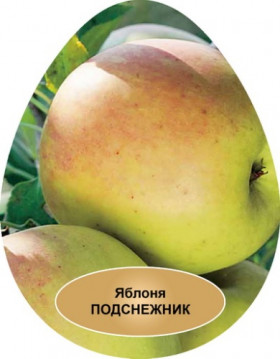 Подснежник карл. 1шт Поиск