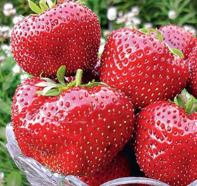 Максим (средн) 5 шт