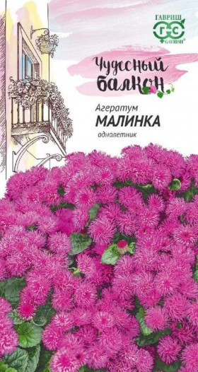 Малинка Ц(Г)