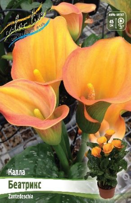 Беатрикс 12/14 2шт