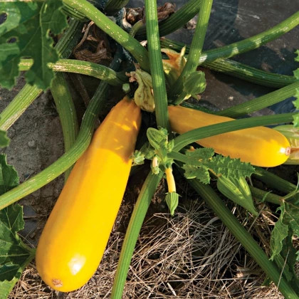 Йеллоуфин 3шт / Элитные семена