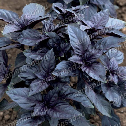 Арарат овощной 10г/Поиск