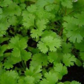 Карибе овощной 1кг/Поиск