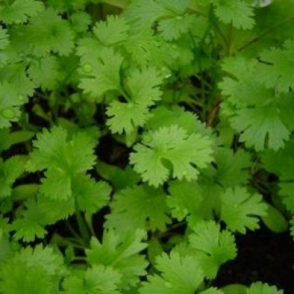 Карибе овощной 1кг/Поиск