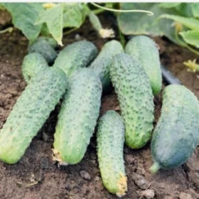 Энеж 21 100шт Поиск