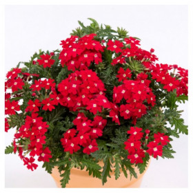 Вербена Обсешн (100шт) Ред виз Ай