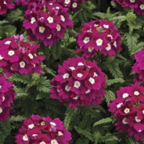 Вербена Тускани (100шт) Бургунди виз Ай