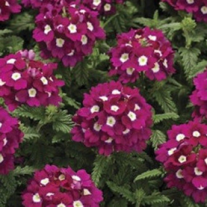 Вербена Тускани (100шт) Бургунди виз Ай