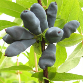 Петр1  1шт Поиск