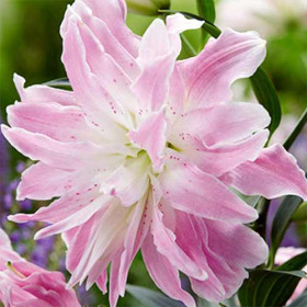 Лотус Элеганс 12/14 (вост махр ) 5шт