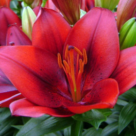 Тайни Рокет (азиат) 7шт