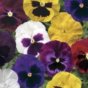 Виола Колоссус (100шт) Микс крупноцветковая