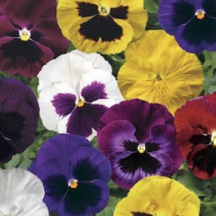 Виола Колоссус (100шт) Микс крупноцветковая