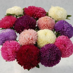 Астра Балун Микс (1уп-3гр) Поиск