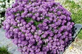 Алиссум Вондерленд (1000шт) Блю