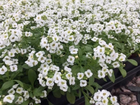 Алиссум Вондерленд (1000шт) Вайт