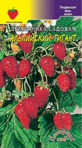 Альпийский Гигант /Цветущий Сад