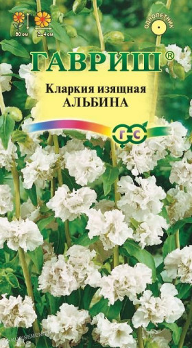 Альбина Изящная Ц(Г)