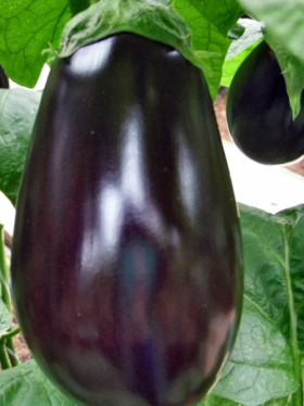 Аметист Киров