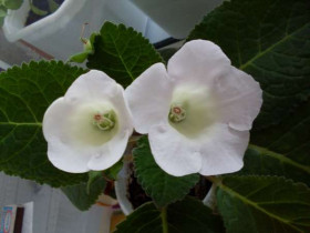 Мон Блан 2шт