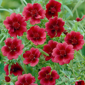 Монарх Вельвет 1шт