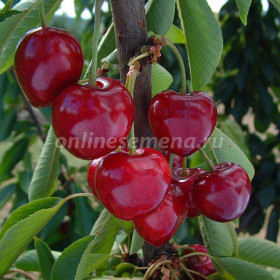 Саммит 1шт/сетка Поиск