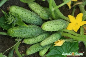 Аннушка F1 12шт Ц(Н)