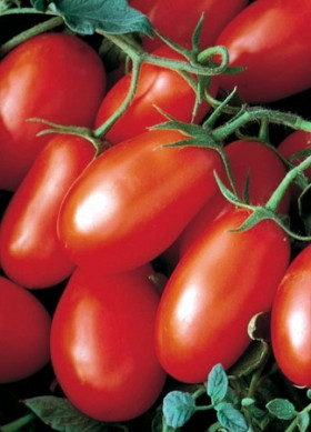 Томат Хайпил Каприс 20*10 шт.