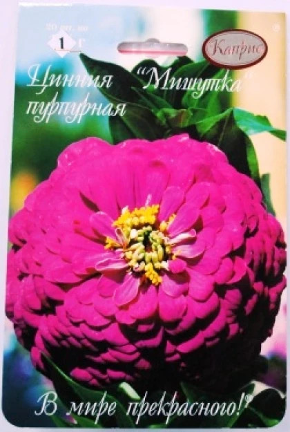 Цинния Мишутка пурпурная
