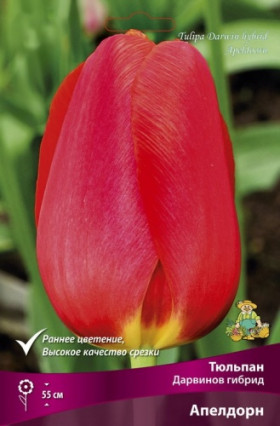 Апелдорн гибрид Дарвинов 11-12, 10шт Поиск