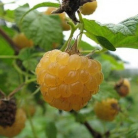 Янтарная садко крупный янтарный/Поиск