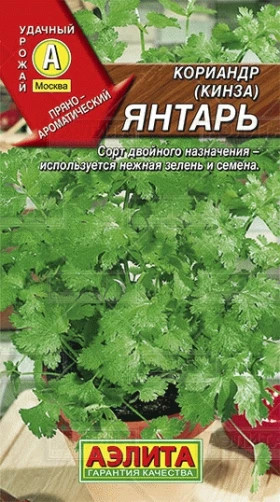 Янтарь Ц(А) кориандр