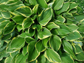 Ауреомаргината 1шт