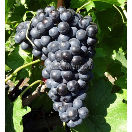 Кишмиш Черный изумруд (Блек Эмеральд сидлис) Поиск