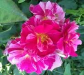 Морис Утрилло (ЗКС) ЖИЛЯК