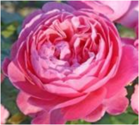 Кёльнер Флора(ЗКС) ЖИЛЯК