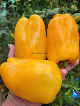 Золотой лапоть Ц(УД) ШТВ