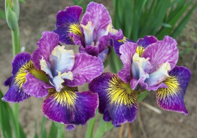 Шарминг Билли сиб 1шт