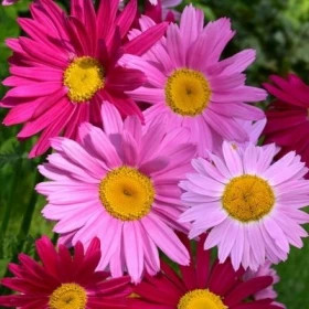 Малиновые гиганты Ц(Н)